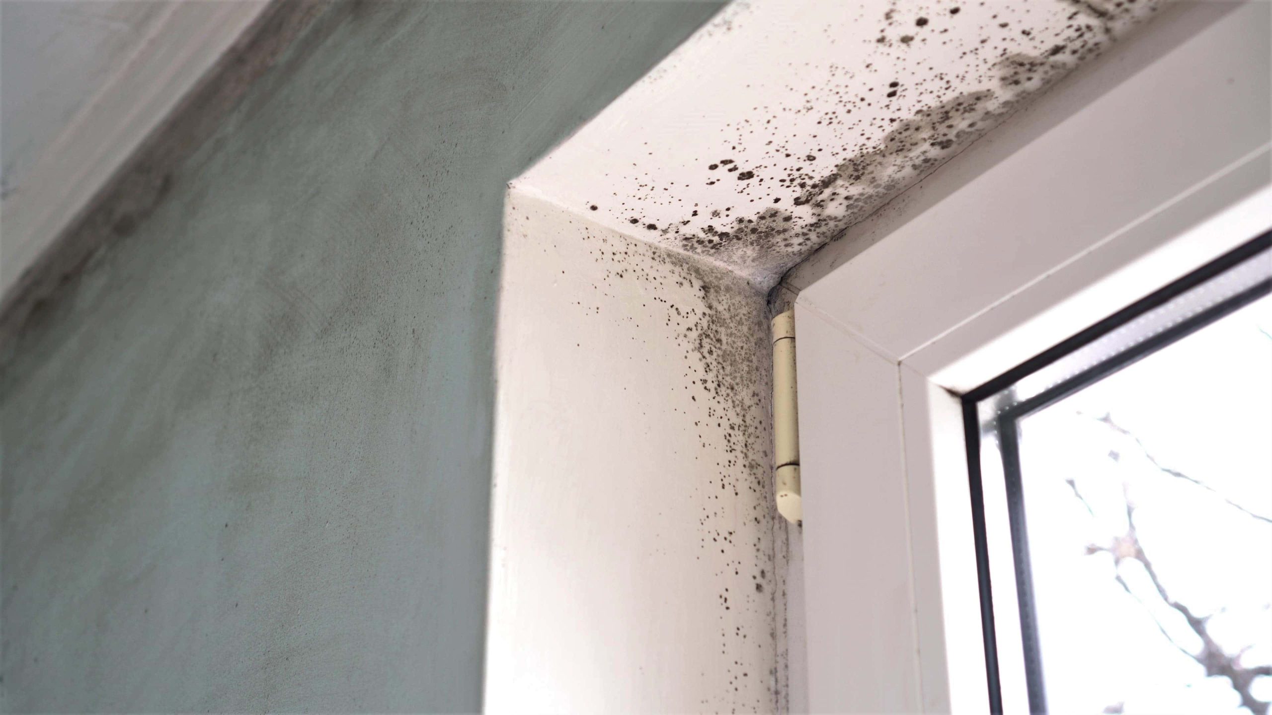 Trivallis Housing Landlord Wales Housing mould growth observed in the corner of a room where the ceiling meets the walls, near a window frame. Reporting damp and mould can prevent these problems.