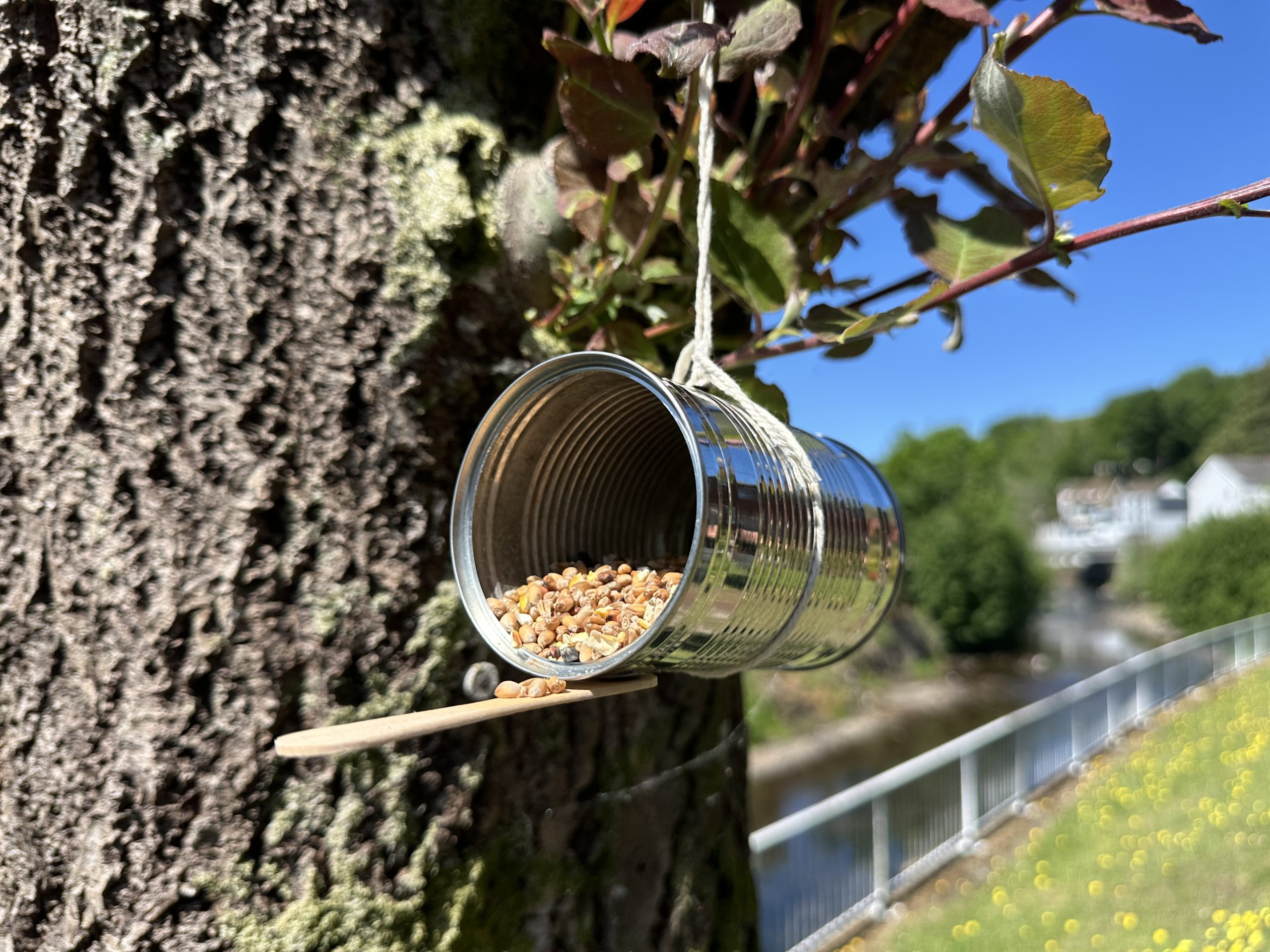 Trivallis Housing Landlord Wales A tin can filled with birdseed is hanging by a string from a tree branch. A wooden stick is attached to the can, serving as a perch. The background shows greenery, a river, and houses.